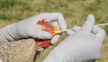  هل إمدادات اللحوم آمنة من إنفلونزا الطيور؟