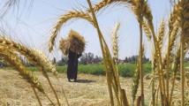 نقيب الزراعيين المصريين: خطط السيسي لزيادة إنتاج القمح تقلل من فجوة الغذاء