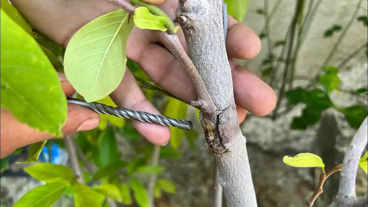 ابتكار نباتي جديد يحمي المحاصيل من الجفاف