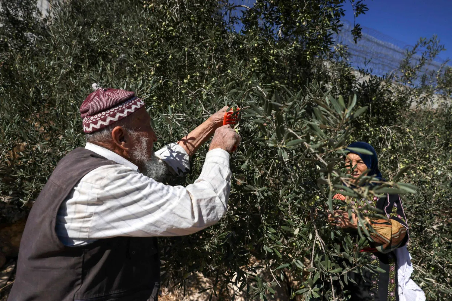 موسم الزيتون الفلسطيني يصطدم بقيود الوصول وتضرر الحقول