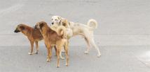 الكلاب السائبة تدق ناقوس الخطر في العراق