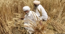 قرار الهند يرفع أسعار القمح عالمياً