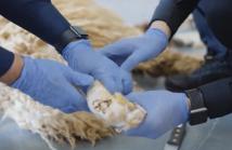 كبتاغون داخل الصوف: الجمارك السعودية تكشف حيلة تهريب مدهشة