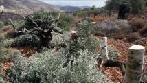 عصابة تعتدي على أشجار الزيتون في طرطوس