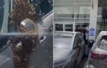 انتشار كثيف للنحل يشل الحركة في جنوب إسرائيل