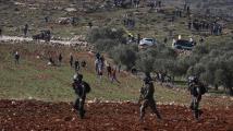 إسرائيل تصعّد استهداف الزيتون الفلسطيني في الضفة