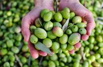 خسائر الزيتون تتجاوز 307 ملايين دولار في الجنوب اللبناني 