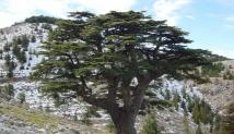 الجيش واليونيفيل يرافقان سكان عيترون ويارون أثناء قطاف الزيتون