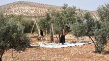 الزيتون السوري يسجل انخفاضًا 65% في إدلب وحماة