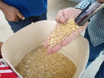 جدل القمح الفاسد... من يحمي رغيف اللبنانيين؟