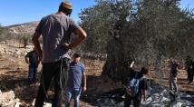الأونروا تحذر: موسم الزيتون هذا العام هو الأخطر على الفلسطينيين منذ 12 عاماً
