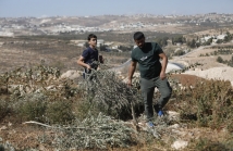 مستوطنون يهاجمون الفلسطينيين قرب طولكرم.. والجيش يعتقل بعضهم