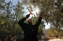 الأمم المتحدة تعتمد مشروع قرار يؤكد السيادة الدائمة للشعب الفلسطيني على موارده الطبيعية