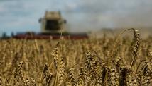 انخفاض محصول الحبوب في أوكرانيا