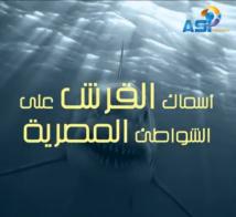 فيديو: أسماك القرش على الشواطئ المصرية(1د 34ث)