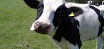منع اللحوم البرازيلية في عدد من الدول.. ما علاقة "جنون البقر"؟