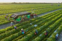 إسبانيا تطلق مشروع الهجرة النظامية لفائدة العاملات الزراعيات‬ المغربيات