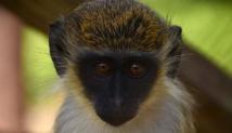 ​اكتشاف نوع من القردة يستخدم أوراق شجرة كضمادّة لجروحه
