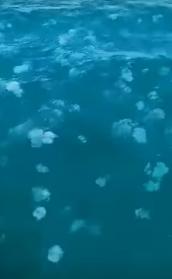 فيديو: القناديل تغزو البحر في صور